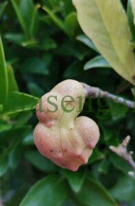 Vaina de semillas de una Magnolia de hoja caduca (Magnolia Soulangeana).