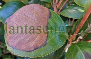 Pestalotia Güepini (mancha plateada de la Camelia) en una primera fase de expansión sobre las hojas: mancha foliar de color café.