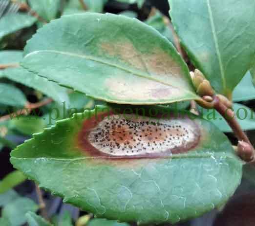 Pestalotia guepini (mancha plateada de la Camelia).