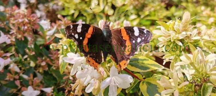 Mariposa sobre Abelias en flor.