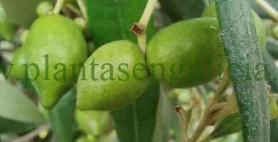 Olivo con aceitunas conseguidas con el abono específico para Olivos.