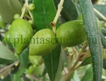 Olivo con aceitunas conseguidas con el abono específico para Olivos.