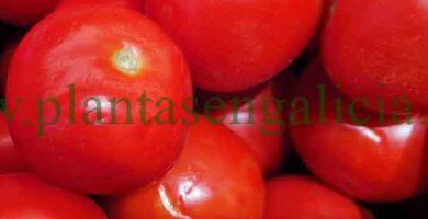 Tomates rojos y abono especÃ­fico para Tomates.