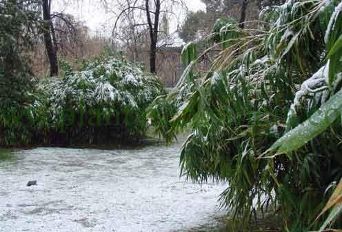 Nieve en el Retiro, Madrid.