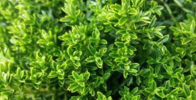 Hebe topiario Emerald Green.