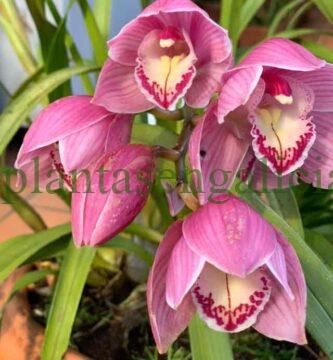 Orquídea de exterior en Brion, Santiago de Compostela, Galicia.