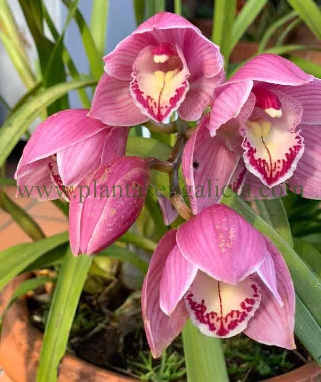 Orquídea de exterior en Brion, Santiago de Compostela, Galicia.