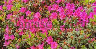 Azaleas en flor en Santa Cristina, A Coruña, Galicia.