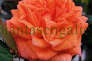Rosal mini de color naranja.