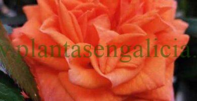 Rosal mini de color naranja.