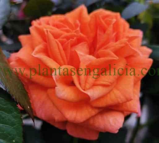 Rosal mini de color naranja.