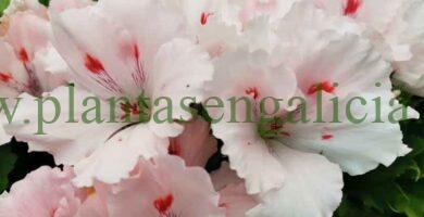Geranio Grandiflora (Pelargonium Grandiflorum) de color blanco y rosa.