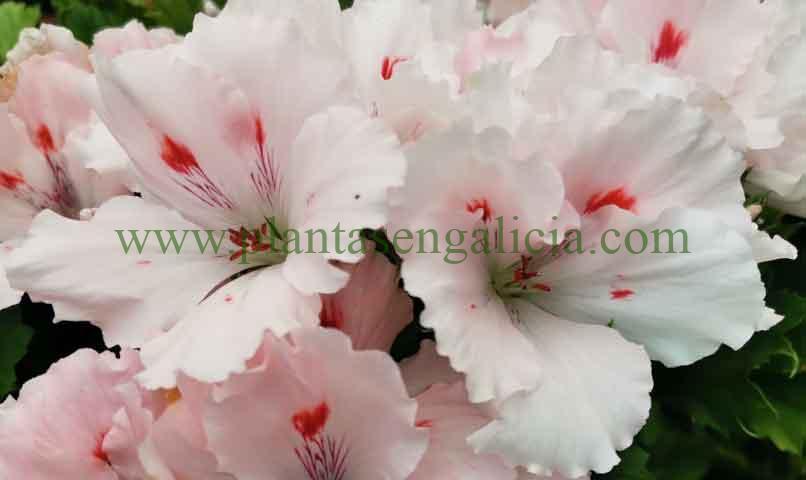 Geranio Grandiflora (Pelargonium Grandiflorum) de color blanco y rosa.