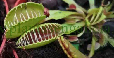 Dionaea (planta carnívora).