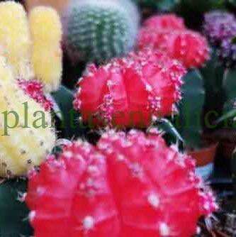 Cactus Gymnocalycium en variedades.