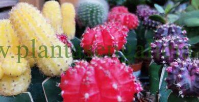 Cactus Gymnocalycium en variedades.