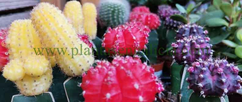 Cactus Gymnocalycium en variedades.