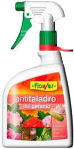 Antitaladro del geranio. Insecticida geranios Flower.