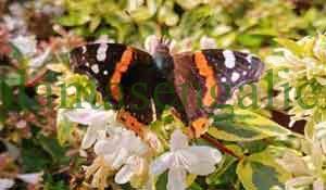 Mariposa sobre abelias en flor. Logo de www.huertos urbanos.site, una web de nuestra familia.