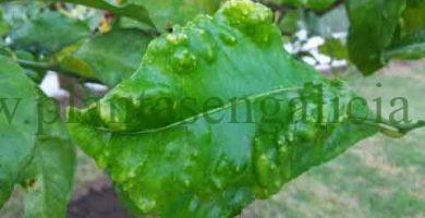 Hoja de limonero con deformaciones clásicas provocadas por psila africana.