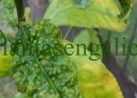 Hojas de un limonero arrugadas y deformada por el ataque de la psila africana.