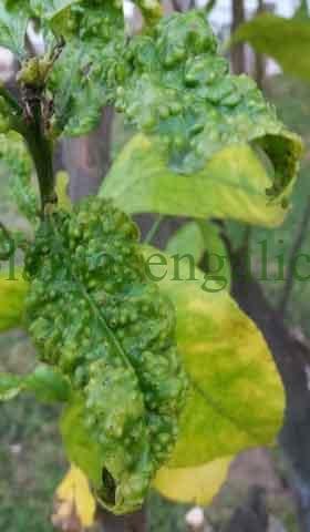 Hojas de un limonero arrugadas y deformada por el ataque de la psila africana.