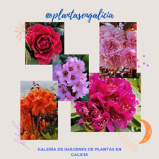Cartel de la Galería de las mejores imágenes de Plantas en Galicia.