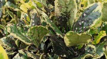 Plagas de las plantas. Cochinillas. Ilex con cochinilla. Plantas en Galicia.