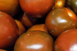 Tomates de la huerta. Huertos urbanos en A Coruña.