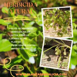 Post sobre los herbicidas naturales con ácido pelargónico. Plantas en Galicia.