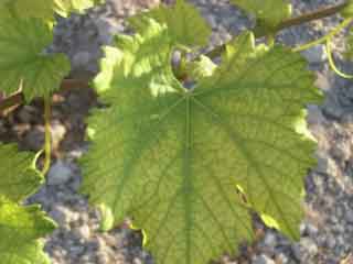 Clorosis férrica en la hoja de una vid. Fertilización del viñedo. Vitivinicultura.net