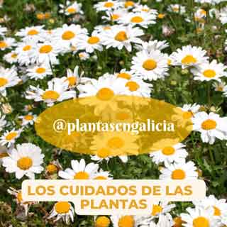 Los cuidados de las plantas y el mantenimiento de jardines. Plantas en Galicia.