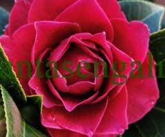 Camelia Black Lace. La ruta de la Camelia con Plantas en Galicia. La importancia del riego.