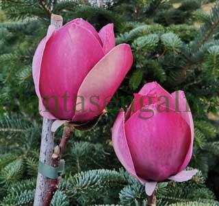 Magnolia Cameo despidiendo al Invierno con sus flores. Plantas en Galicia. Los cuidados de las plantas.