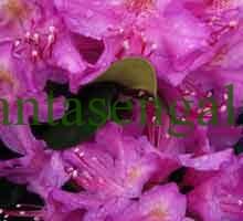 Rododendro, Rhododendron Hybrido Pink Purple Dream. @plantasengalicia.