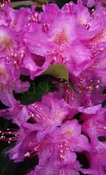 Rododendro, Rhododendron Hybrido Pink Purple Dream. @plantasengalicia.