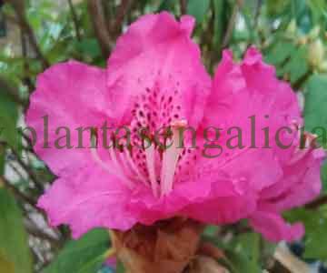 Rhododendron Ponticum. @plantasengalicia, abono para Rododendros. Plantas en Galicia.