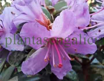 Rhododendron Impeditum. @plantasengalicia, abono para Rododendros. Plantas en Galicia.