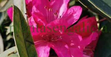 Los cuidados del Rododendro. La flor de un Rododendro Ponticum en Noviembre al sol.