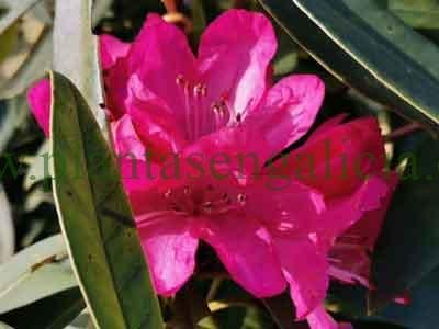 Los cuidados del Rododendro. La flor de un Rododendro Ponticum en Noviembre al sol.