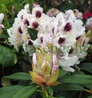 Rhododendron Hybrido Sappho. @plantasengalicia, abono para Rododendros. Plantas en Galicia.