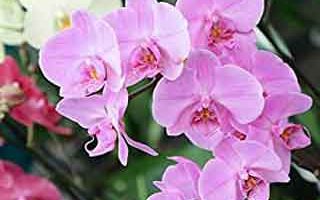 Comprar orquídeas en Amazon. Plantas en Galicia.