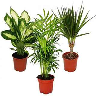 Comprar plantas de interior en Amazon con Plantas en Galicia.