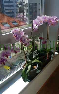 Plantas de interior con flor. @plantasengalicia imagen de unas orquídeas en una ventana. Monte Alto, A Coruña, 15002.