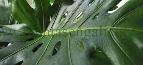 Trasplantar una Monstera Deliciosa. @plantasengalicia imagen de la hoja de una Costilla de Adán.