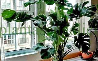 Trasplantar una Monstera Deliciosa. @plantasengalicia imagen de la Costilla de Adán que vamos a trasplantar.