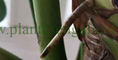 Reproducir una Monstera. @plantasengalicia imagen de la raíz aérea de una Costilla de Adán.