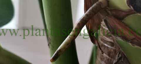 Reproducir una Monstera. @plantasengalicia imagen de la raíz aérea de una Costilla de Adán.