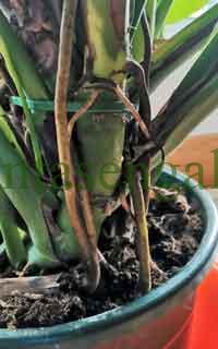 Trasplantar una Monstera Deliciosa. @plantasengalicia imagen de los tallos y las raíces aéreas próximas al borde de la maceta.