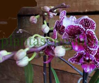 Plantas de interior. @plantasengalicia imagen de una orquídea mini o Phalaenopsis Multiflora Mini.